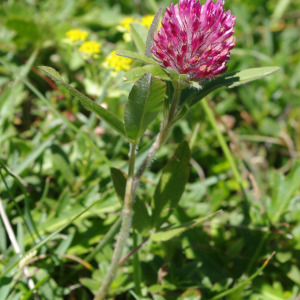 Photographie n°2354779 du taxon Trifolium alpestre L. [1763]