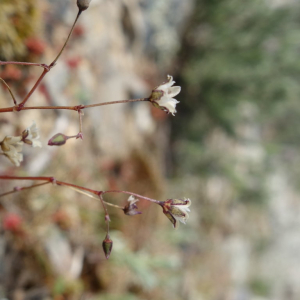 Photographie n°2354796 du taxon Spergula pentandra L. [1753]