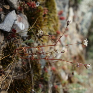 Photographie n°2354797 du taxon Spergula pentandra L. [1753]