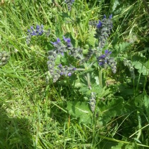 Photographie n°2354830 du taxon Borago officinalis L. [1753, Sp. Pl., 1 : 137]