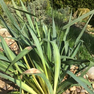 Photographie n°2354850 du taxon Yucca filamentosa L. [1753, Sp. Pl., 1 : 319]