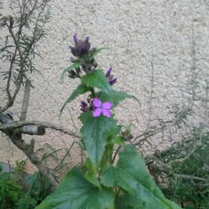 Photographie n°2354918 du taxon Lunaria rediviva L. [1753, Sp. Pl., 2 : 653]