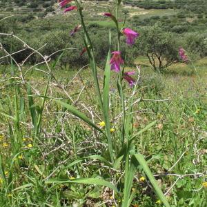  - Gladiolus communis subsp. byzantinus (Mill.) Douin [1931]