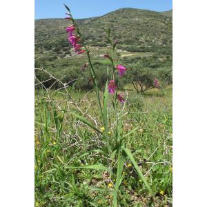 Gladiolus bornetii Ardoino (Glaïeul de Byzance)