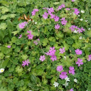 Photographie n°2354924 du taxon Geranium molle L. [1753, Sp. Pl., 2 : 682] , non L. [1754, Fl. Angl. : 20]