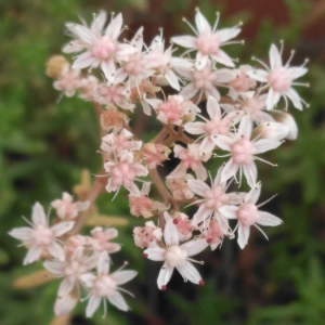 Photographie n°2354961 du taxon Sedum album L. [1753, Sp. Pl., 1 : 432]