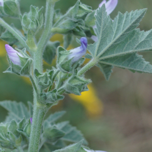 Photographie n°2354971 du taxon Lavatera cretica L. [1753]