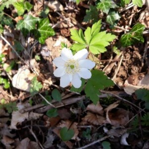 Photographie n°2354992 du taxon Anemone nemorosa L. [1753, Sp. Pl., 1 : 541]