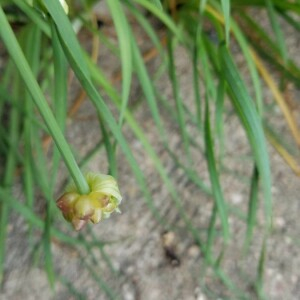Photographie n°2355015 du taxon Allium angulosum L. [1753, Sp. Pl., 1 : 300]