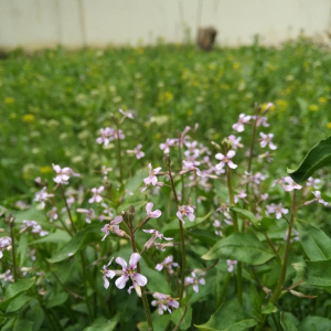 Chorispora tenella (Pall.) DC. (Blue Mustard)