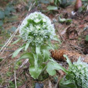 Photographie n°2355034 du taxon Petasites albus (L.) Gaertn. [1791]