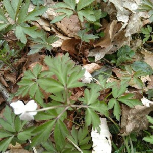 Photographie n°2355062 du taxon Anemone nemorosa L. [1753, Sp. Pl., 1 : 541]