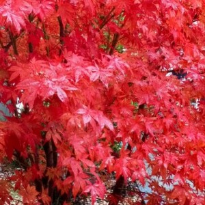 Photographie n°2355085 du taxon Acer palmatum Thunb. [1784, in Murray ; Syst. Veg., éd. 14 : 911]