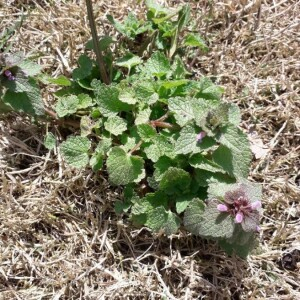 Photographie n°2355088 du taxon Lamium purpureum L. [1753, Sp. Pl., 2 : 579]