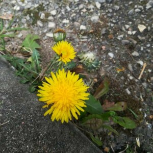 Photographie n°2355090 du taxon Taraxacum officinale F.H.Wigg. [1780, Prim. Fl. Holsat., 56]