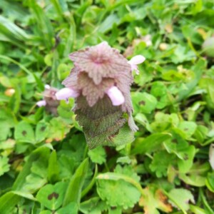 Photographie n°2355093 du taxon Lamium purpureum L. [1753, Sp. Pl., 2 : 579]