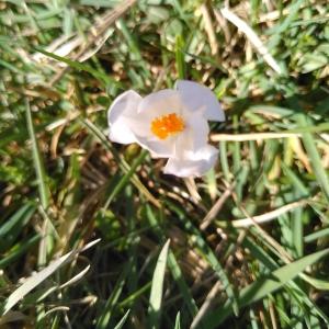 Photographie n°2355101 du taxon Crocus vernus (L.) Hill