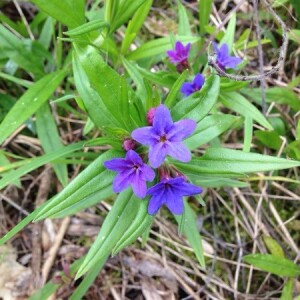 Photographie n°2355102 du taxon Buglossoides purpurocaerulea (L.) I.M.Johnst. [1954, J. Arnold Arbor., 35 : 44]