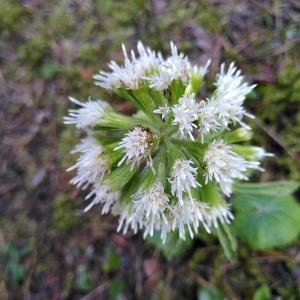 Photographie n°2355104 du taxon Petasites albus (L.) Gaertn.