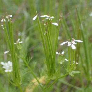 Photographie n°2355120 du taxon Scandix pecten-veneris L.