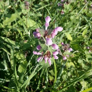 Photographie n°2355125 du taxon Lamium maculatum (L.) L. [1763, Sp. Pl., éd. 2 : 809]