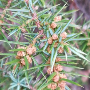 Photographie n°2355156 du taxon Juniperus communis L. [1753, Sp. Pl., 2 : 1040]