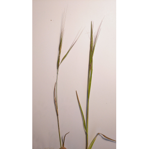 Bromus diandrus subsp. maximus (Desf.) Soó (Brome raide)
