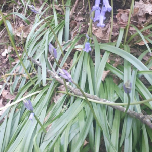 Photographie n°2355185 du taxon Hyacinthoides non-scripta (L.) Chouard ex Rothm. [1944, Feddes Repert. Spec. Nov. Regni Veg., 53 : 14]