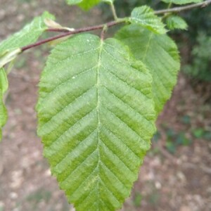 Photographie n°2355187 du taxon Carpinus betulus L. [1753, Sp. Pl., 2 : 998]