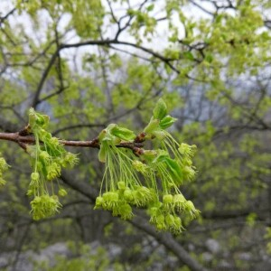 Photographie n°2355227 du taxon Acer monspessulanum L. [1753, Sp. Pl., 2 : 1056]