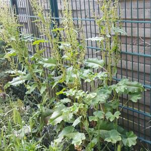 Photographie n°2355238 du taxon Amaranthus retroflexus L.