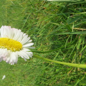 Photographie n°2355262 du taxon Bellis perennis L. [1753]