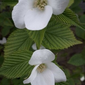  - Rhodotypos scandens (Thunb.) Makino [1913]