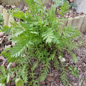 Photographie n°2355288 du taxon Tanacetum vulgare L. [1753, Sp. Pl., 2 : 844]