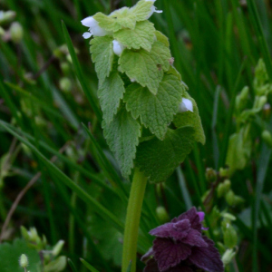 Photographie n°2355358 du taxon Lamium purpureum L.