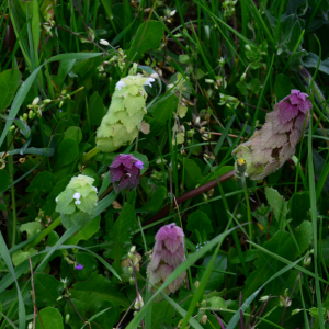 Photographie n°2355359 du taxon Lamium purpureum L.