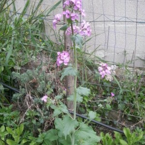 Photographie n°2355361 du taxon Lunaria annua L. [1753, Sp. Pl., 2 : 653]