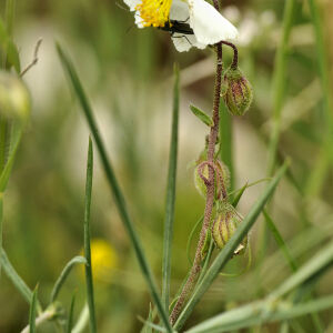 Photographie n°2355364 du taxon Helianthemum apenninum (L.) Mill. [1768]