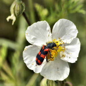 Photographie n°2355365 du taxon Helianthemum apenninum (L.) Mill. [1768]