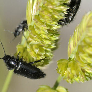 Photographie n°2355370 du taxon Dactylis glomerata L. [1753]