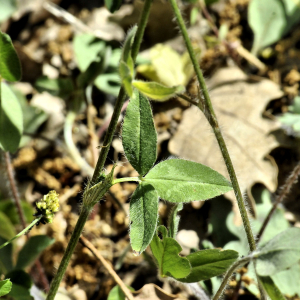 Photographie n°2355375 du taxon Trifolium pratense L. [1753]