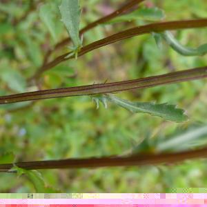 Photographie n°2355401 du taxon Leucanthemum vulgare Lam. [1779]