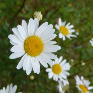 Photographie n°2355402 du taxon Leucanthemum vulgare Lam. [1779]