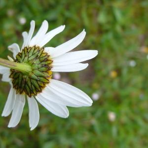 Photographie n°2355403 du taxon Leucanthemum vulgare Lam. [1779]