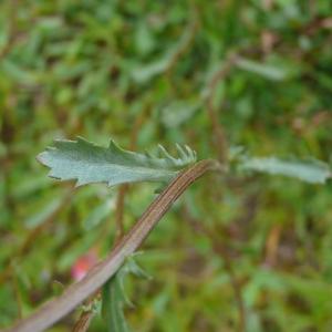 Photographie n°2355405 du taxon Leucanthemum vulgare Lam. [1779]