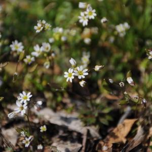 Photographie n°2355427 du taxon Draba verna L.