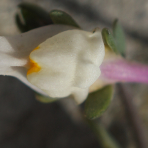 Linaria pseudolaxiflora Lojac.