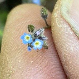 Photographie n°2355635 du taxon Myosotis arvensis (L.) Hill [1764]