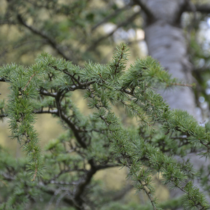 Photographie n°2355686 du taxon Cedrus atlantica (Manetti ex Endl.) Carrière [1855]