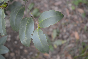 Val71, le 31 mars 2020 (Marseille (Parc de la Valbarelle))